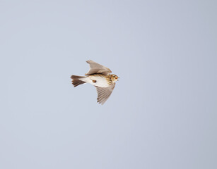 Eurasian skylark (Alauda arvensis) flying and singing in spring.	
