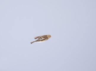 Twite (Linaria flavirostris) flying in the sky in spring.