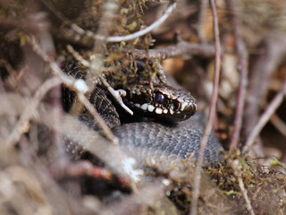 Common European adder or common European viper (Vipera berus) hiding in a bush in spring.