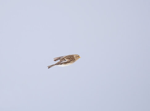 Twite (Linaria flavirostris) flying in the sky in spring.