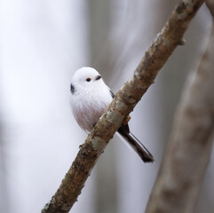 Long-tailed tit (Aegithalos caudatus) sitting on a branch in spring.	
