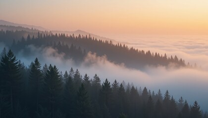 Fototapeta premium Serene sunrise over misty pine forest nature photography tranquil landscape scenic viewpoint natural beauty