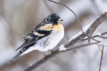 Brambling (Fringilla montifringilla) male in snowfall perched on a branch in spring.	
