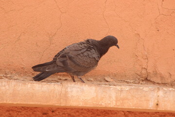 Obraz premium A close-up shot of a pigeon perched on a building