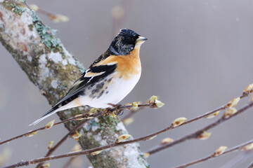 Obraz premium Brambling (Fringilla montifringilla) male in snowfall perched on a branch in spring. 