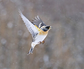 Brambling (Fringilla montifringilla) male flying in snowfall in early spring.	
