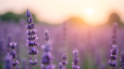 Fototapeta premium Lavender field at sunset with soft golden light, vibrant purple flowers in full bloom, tranquil countryside scene.