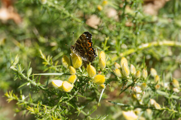 Map butterfly (Araschnia levana) sitting on a yellow flower in Zurich, Switzerland © Janine