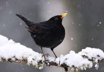 Eurasian blackbird or common blackbird (Turdus merula) male in snowfall sitting on a branch in early spring.	
