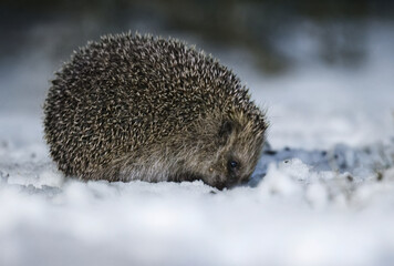 European hedgehog (Erinaceus europaeus) trying to find food under the snow at night in early spring