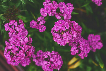Vibrant clusters of pink flowers blooming in a lush garden setting during springtime