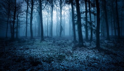 mysterious and scary forest by night