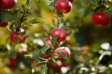 Harvesting ripe apples on a sunny day in an orchard surrounded by greenery.