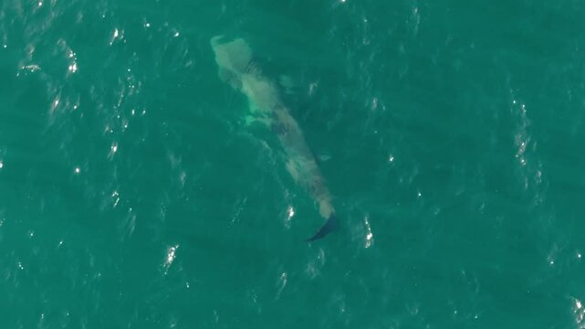 Basking shark near the surface in Achill Island - 4K Cinematic Drone Footage - Co.Mayo - Ireland 17