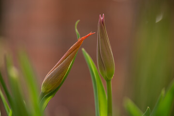 Piękne tulipany w ogrodzie na wiosnę