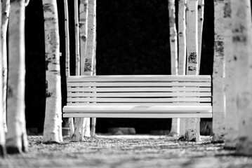 Biała drewniana ławka w brzozowym zagajniku © Elżbieta Kaps