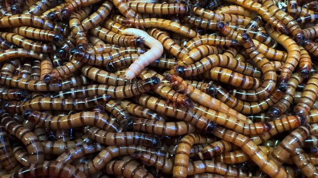 Mealworms writhing densely within confined breeding container, demonstrating intense insect movement characteristic of sustainable protein source and agricultural livestock production