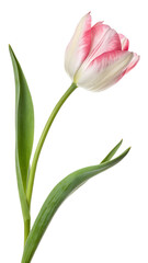 Flowers. Beautiful colorful tulip isolated on a transparent background
