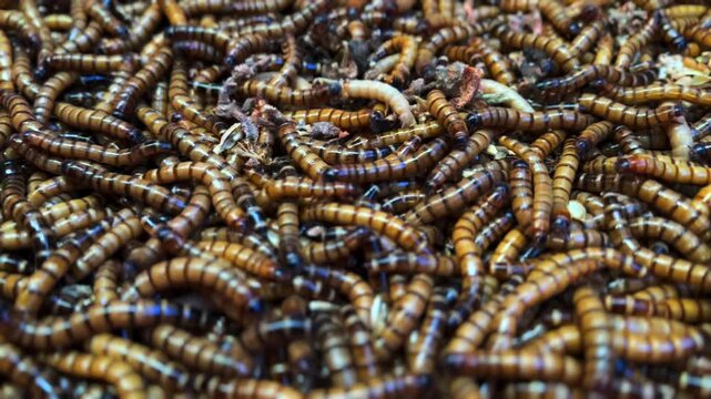 Mealworm larvae densely clustering, wriggling and squirming over each other, forming intricate living mass with complex organic movement and interconnected patterns
