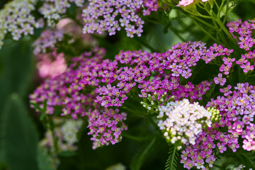 Pink and white yarrow flowers with lush green leaves in a shaded garden environment