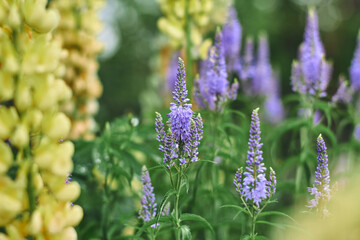 Beautiful purple flowers blooming in a sunny garden surrounded by vibrant yellow blossoms during springtime