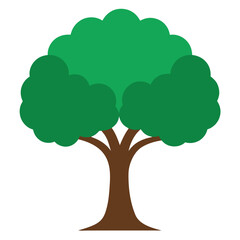 Broad Spreading Tree with Wide Canopy