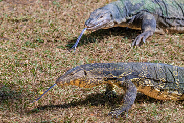 Pair of Asian Water Monitor lizard (Varanus salvator) by the  lake at Lumphini Park, Bangkok, Thailand. Both have tongues extended.
