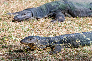 Pair of Asian Water Monitor lizard (Varanus salvator) by the  lake at Lumphini Park, Bangkok, Thailand. 
