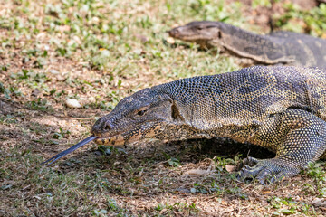 Pair of Asian Water Monitor lizard (Varanus salvator) by the  lake at Lumphini Park, Bangkok, Thailand. 
