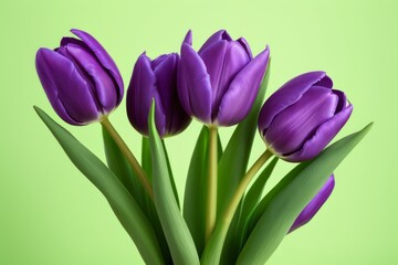 purple tulips in a vase against a green background