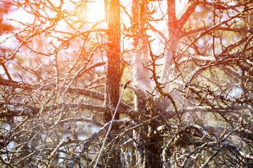 Sprayer rod against the background of bushes and trees with swollen buds. Treatment of bushes in spring from pests and diseases. Copy space for text