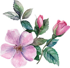 pink rose isolated on white