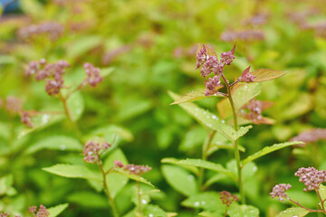 Colorful green plants with purple flowers in a garden after rainfall during a sunny day