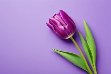 Obraz premium purple tulip on a purple background with a green stem