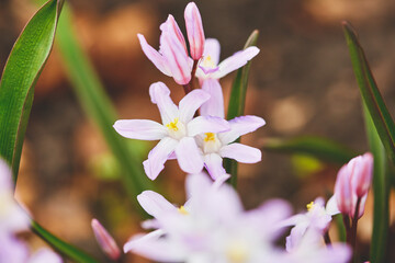 Beautiful pink flowers blooming in a garden during spring showcasing delicate petals and vibrant green foliage