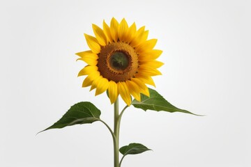 Fototapeta premium there is a sunflower that is in a vase on a table