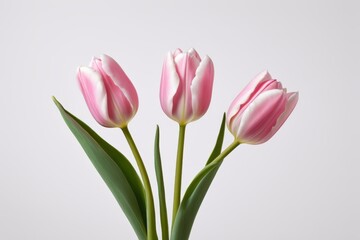 Naklejka premium there are three pink tulips in a vase on a table