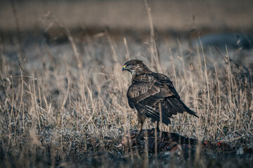 Mäusebussard