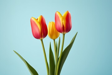 Fototapeta premium there are three yellow and red tulips in a vase