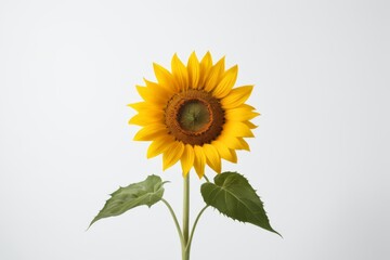 Fototapeta premium there is a yellow sunflower with green leaves in a vase