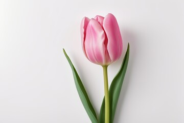 Fototapeta premium there is a single pink tulip on a white surface