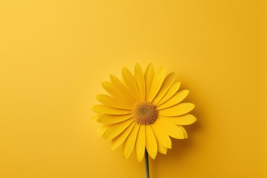 yellow flower on a yellow background with copy space - Powered by Adobe