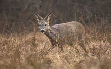 Roe deer on the deep dry grass at the evening. ( capreolus capreolus ). Roe standing on the meadow. Autumn landscape.	