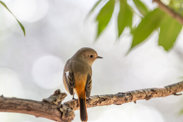 枝にとまるジョウビタキの雌