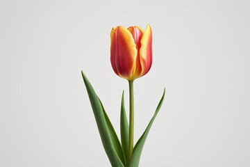 Fototapeta premium there is a single flower that is in a vase on a table