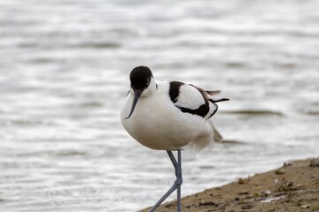 Avocette élégante au bord de l'eau