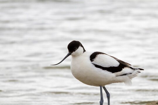 Avocette &eacute;l&eacute;gante au bord de l'eau