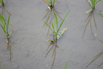 some Rice field in the water background