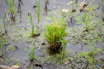 Rice field in the water with many rice plants inside and blurred green background