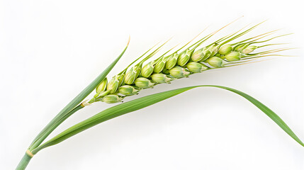 Close-up of a single wheat ear with green grains and leaves against a white background